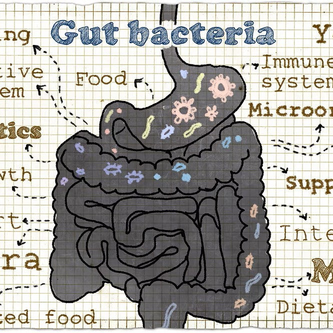A cartoon diagram of the digestive system
