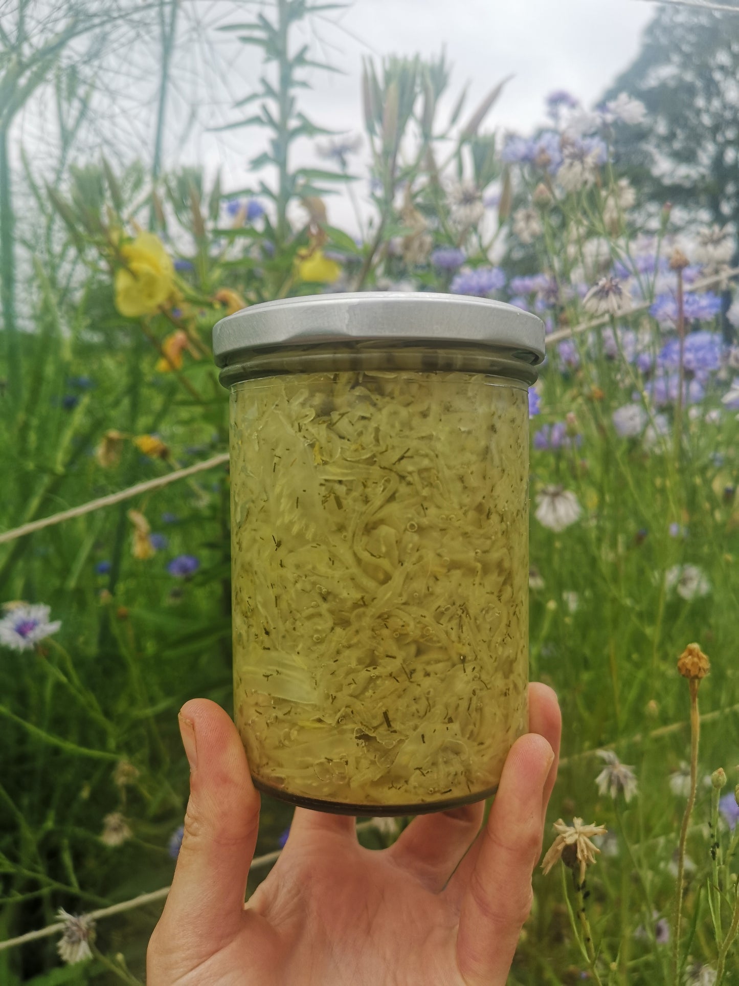 Dill Pickle Kraut  image 3