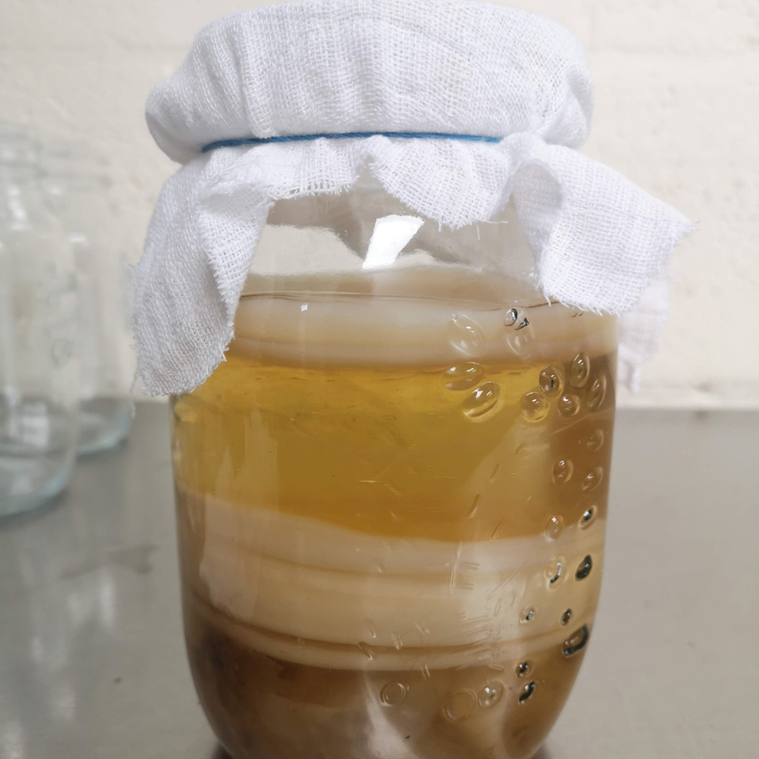 Clear jar with a white cloth on top, containing a layered liquid with SCOBY