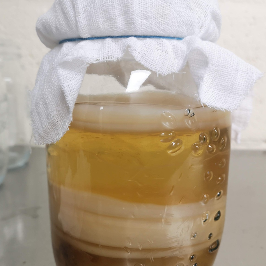Clear jar with a white cloth on top, containing a layered liquid with SCOBY